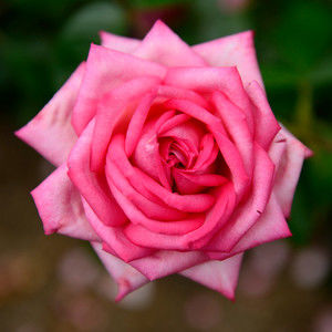 Meet your Posher, Vicky